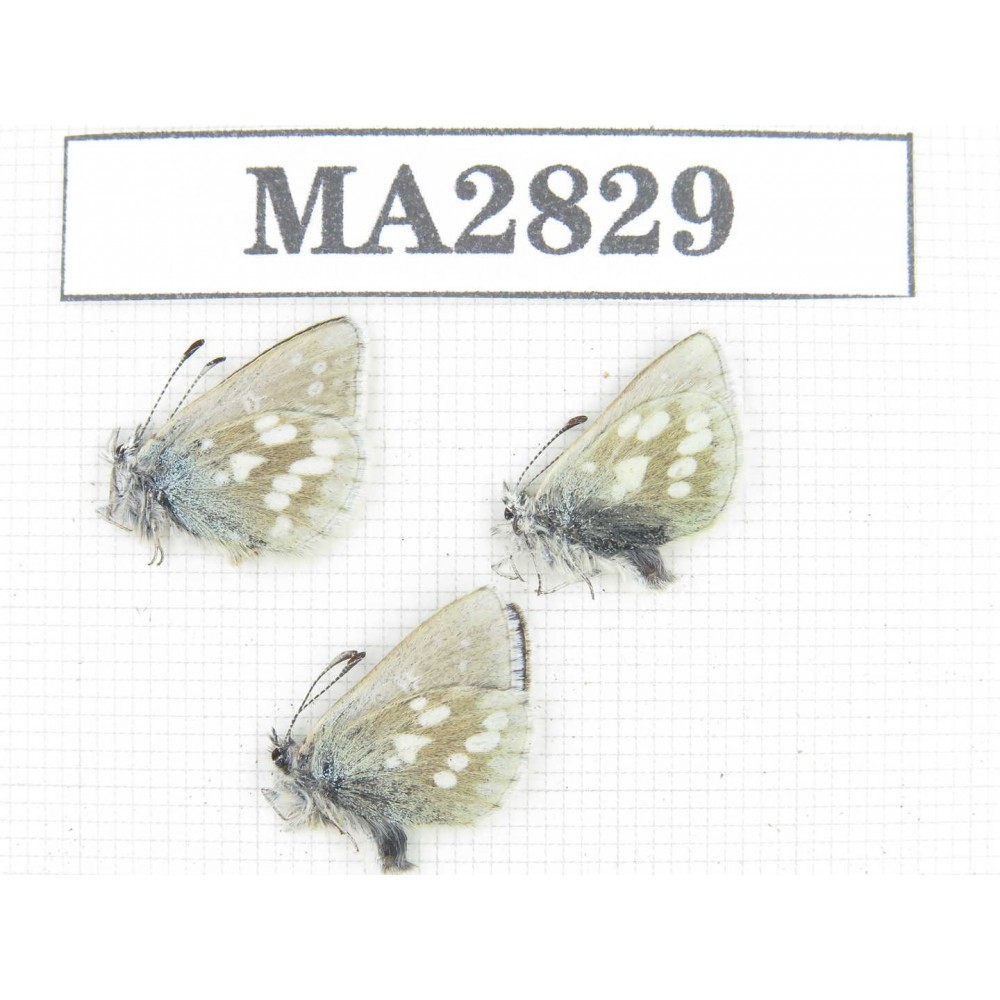 Albulina orbitula. China, Qinghai, Qilian county, Mt.Niuxinshan. 3M. MA2829.