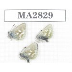 Albulina orbitula. China, Qinghai, Qilian county, Mt.Niuxinshan. 3M. MA2829.