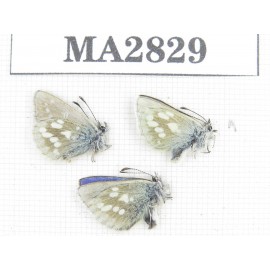 Albulina orbitula. China, Qinghai, Qilian county, Mt.Niuxinshan. 3M. MA2829.