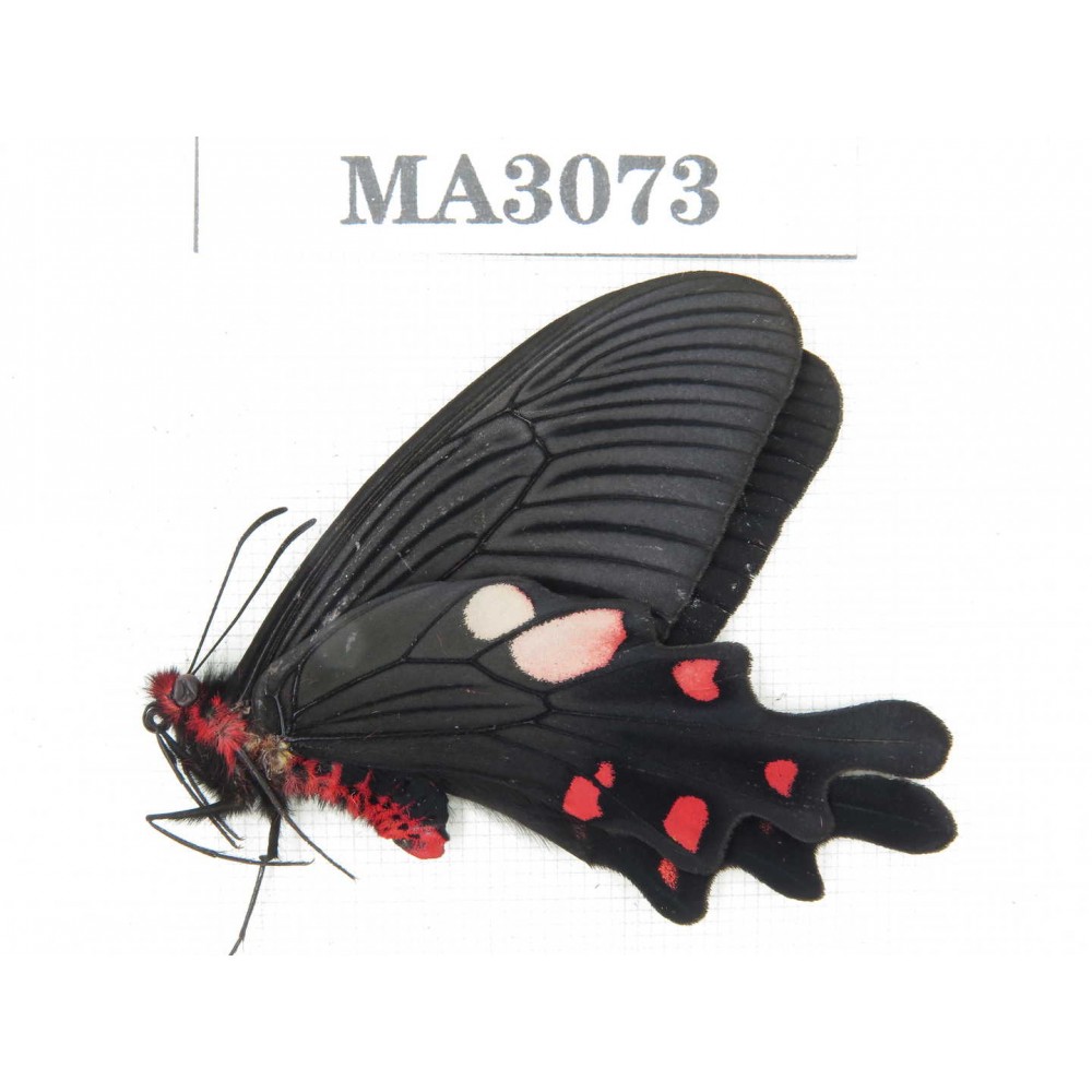 Byasa nevilli ssp. China, W of Yunnan, Dali area, Fengyi town. 1M. MA3073.