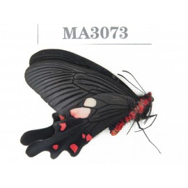 Byasa nevilli ssp. China, W of Yunnan, Dali area, Fengyi town. 1M. MA3073.