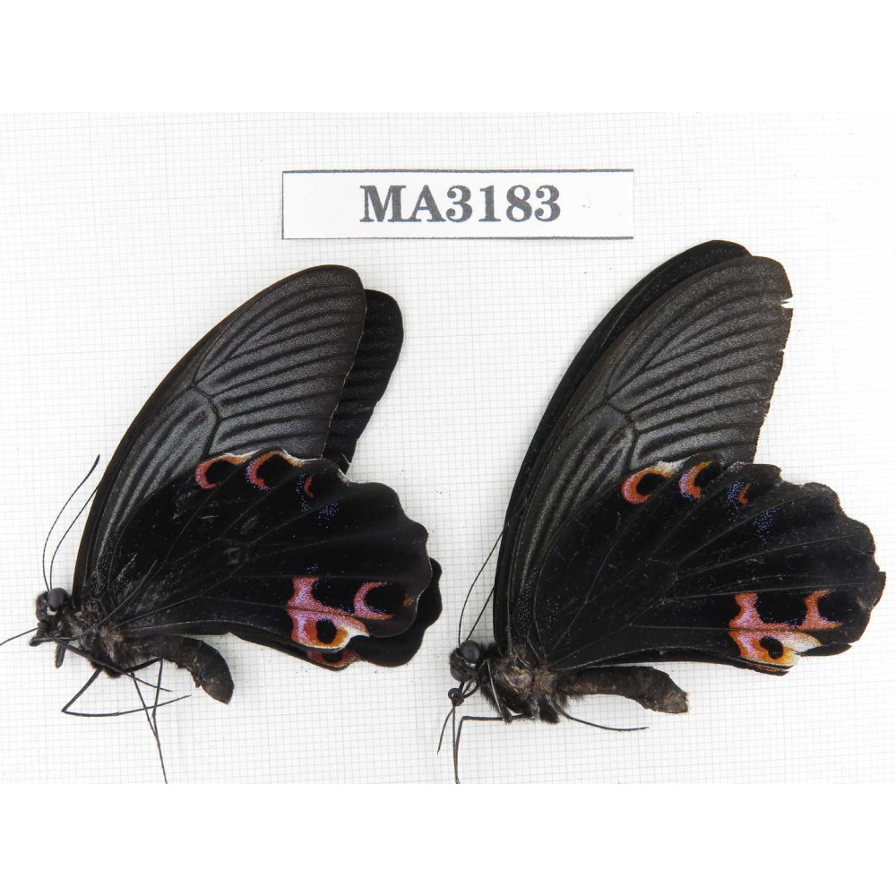 Papilio protenor ssp. China, W of Yunnan, N of Nujiang valley, Mt.Biluoxueshan.2M. MA3183.