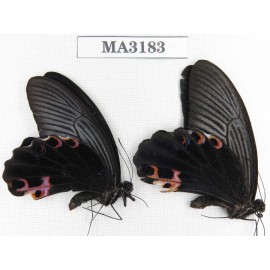Papilio protenor ssp. China, W of Yunnan, N of Nujiang valley, Mt.Biluoxueshan.2M. MA3183.