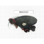 Papilio boots ssp. China, W of Yunnan, Lijiang area, W of Lijiang, C of Mt.Yunling. 1M. MA3533.