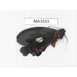 Papilio boots ssp. China, W of Yunnan, Lijiang area, W of Lijiang, C of Mt.Yunling. 1M. MA3533.