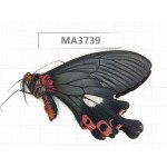 Papilio boots ssp. China, W of Yunnan, Dali area, Yangbi county, S of Mt.Cangshan. 1M. MA3739.