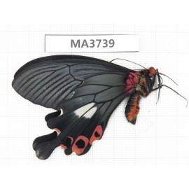 Papilio boots ssp. China, W of Yunnan, Dali area, Yangbi county, S of Mt.Cangshan. 1M. MA3739.