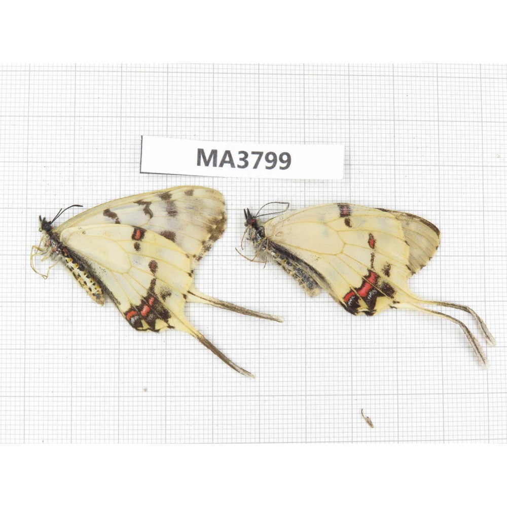 Sericinus montelus ssp. China, Jinlin, Mt.Changbaishan. 2M. MA3799.