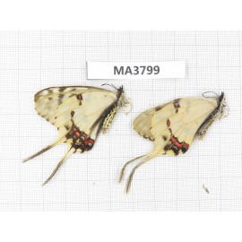 Sericinus montelus ssp. China, Jinlin, Mt.Changbaishan. 2M. MA3799.
