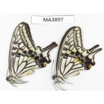 Papilio xuthus ssp. China, W of Sichuan, Yajiang county.2M. MA3897.