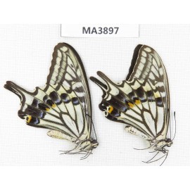 Papilio xuthus ssp. China, W of Sichuan, Yajiang county.2M. MA3897.