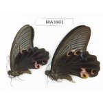 Papilio protenor ssp. China, W of Sichuan, Yajiang county. 2M. MA3901.