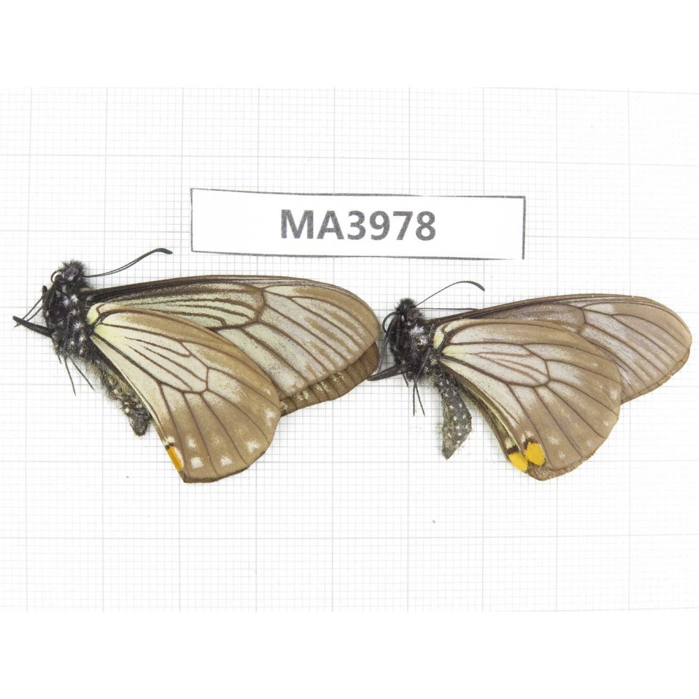 Papilio epycides ssp. China, W of Sichuan, Ganxi area, Danba county. 2M. MA3978.