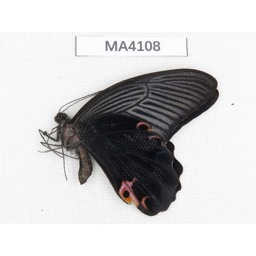 Papilio protenor ssp. China, Yunnan, Nujiang valley,  Mt.Biluoxueshan. 1M. MA4108.