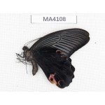 Papilio protenor ssp. China, Yunnan, Nujiang valley,  Mt.Biluoxueshan. 1M. MA4108.
