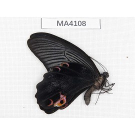 Papilio protenor ssp. China, Yunnan, Nujiang valley,  Mt.Biluoxueshan. 1M. MA4108.