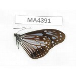 Parantica melaneus. China, W of Yunnan, N of Nujiang valley, Mt.Biluoxueshan. 1M. MA4391.