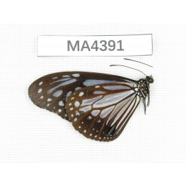 Parantica melaneus. China, W of Yunnan, N of Nujiang valley, Mt.Biluoxueshan. 1M. MA4391.