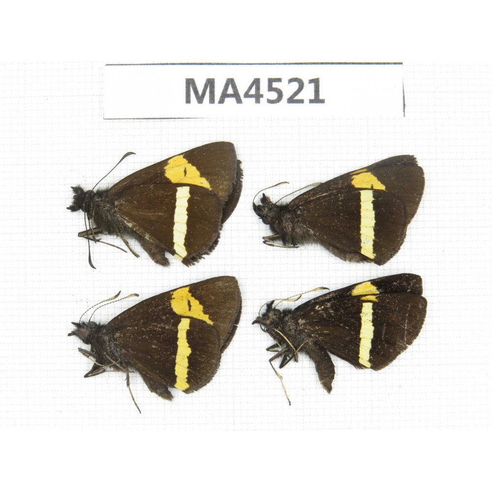 Barca bicolor. China, Yunnan, Lijiang, W Yulong county. 4M. MA4521.