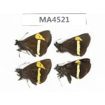 Barca bicolor. China, Yunnan, Lijiang, W Yulong county. 4M. MA4521.