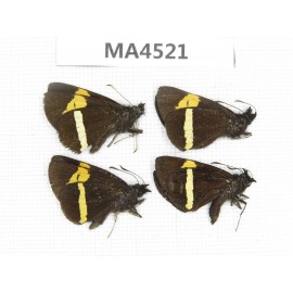 Barca bicolor. China, Yunnan, Lijiang, W Yulong county. 4M. MA4521.