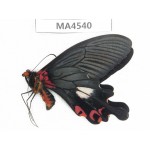 Papilio boots ssp. China, Yunnan, Lijiang, W part of Yulong county. 1M. MA4540.