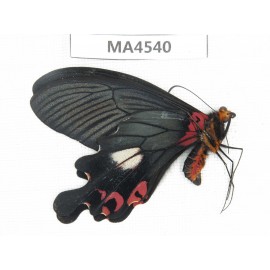 Papilio boots ssp. China, Yunnan, Lijiang, W part of Yulong county. 1M. MA4540.