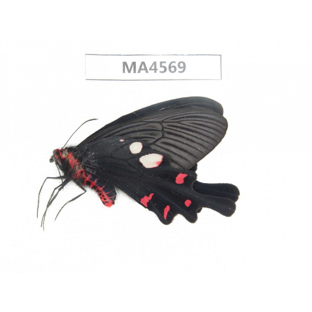 Byasa hedistus. China, W of Yunnan, Dali, Yangbi county. 1M. MA4569.