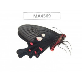 Byasa hedistus. China, W of Yunnan, Dali, Yangbi county. 1M. MA4569.