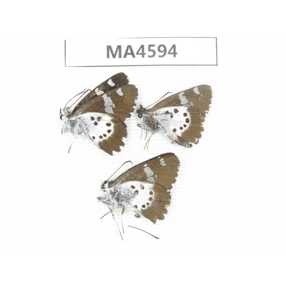 Daimio tethys. China, Yunnan, Dali, Fengyi town. 3M. MA4594.