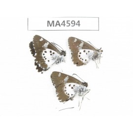 Daimio tethys. China, Yunnan, Dali, Fengyi town. 3M. MA4594.