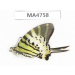 Pahysa antiphaes ssp. China, Guangxi, Baise, Pingguo county. 1M. MA4758.