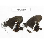 Papilio polytes ssp. China, W Guangxi, Baise, Pingguo county. 2M. MA4759.