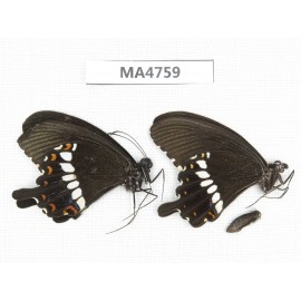 Papilio polytes ssp. China, W Guangxi, Baise, Pingguo county. 2M. MA4759.