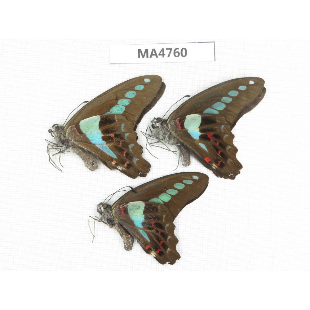 Graphium sarpedon ssp. China,  Guangxi, Baise, Pingguo county.3M.MA4760.
