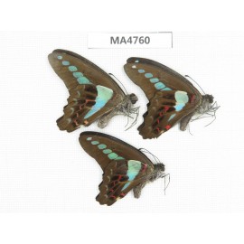 Graphium sarpedon ssp. China,  Guangxi, Baise, Pingguo county.3M.MA4760.