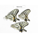Papilio xuthus ssp. China, Heilongjiang, Mudanjiang, Mt.Taipingling. 3M. MA4794.