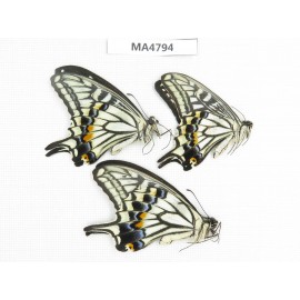 Papilio xuthus ssp. China, Heilongjiang, Mudanjiang, Mt.Taipingling. 3M. MA4794.
