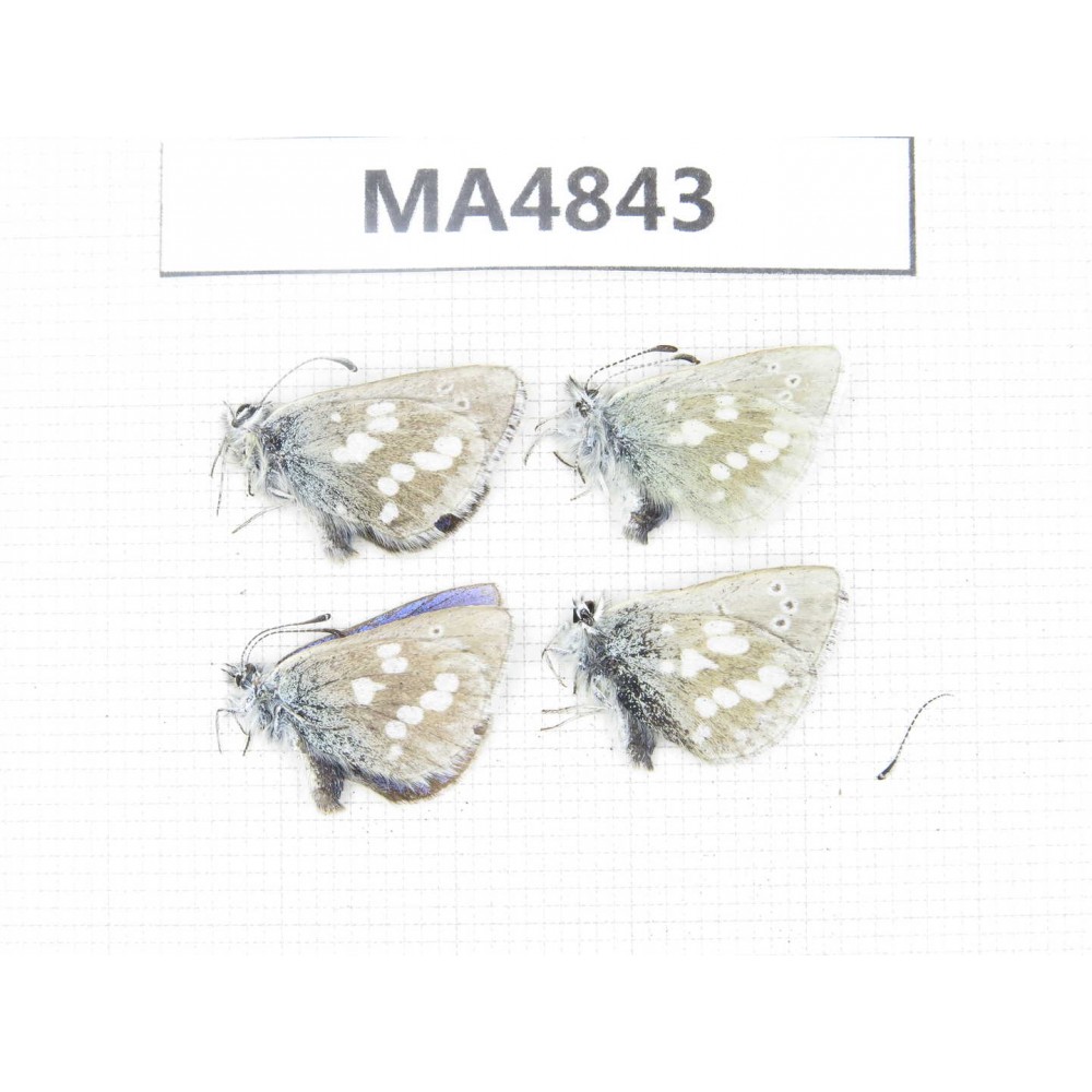Albulina orbitula. China, Qinghai, Haixi, E of Wulan county. 4M. MA4843.