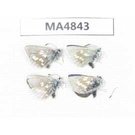 Albulina orbitula. China, Qinghai, Haixi, E of Wulan county. 4M. MA4843.