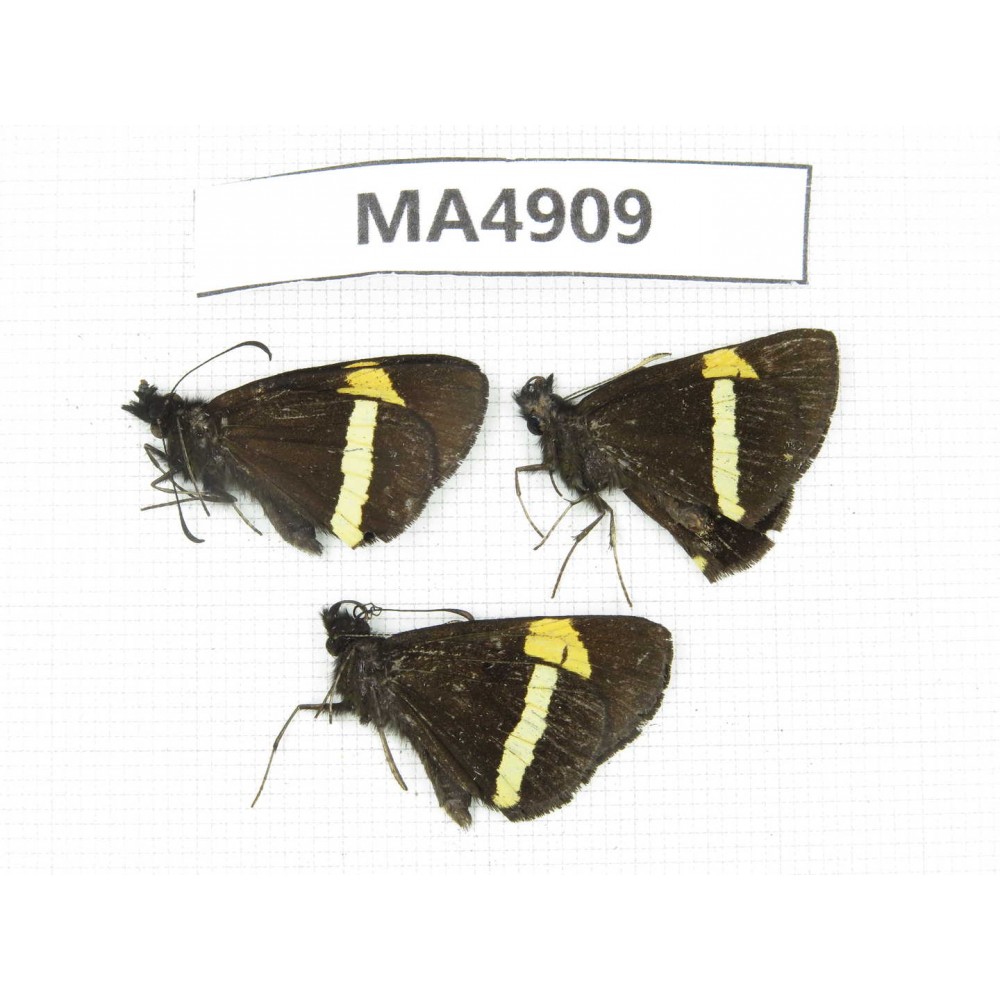 Barca bicolor. China, Yunnan,  Lijiang, C  of  Mt. Yunling. 3M. MA4909.