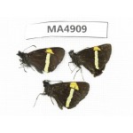 Barca bicolor. China, Yunnan,  Lijiang, C  of  Mt. Yunling. 3M. MA4909.