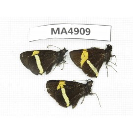 Barca bicolor. China, Yunnan,  Lijiang, C  of  Mt. Yunling. 3M. MA4909.