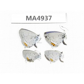 Everes argiades. China, Yunnan, Xiangerila,  W of Benzilan town. 4M. MA4937.