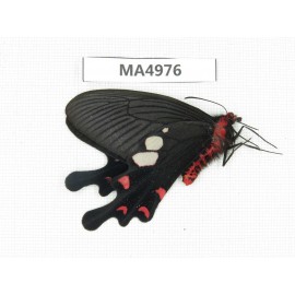Byasa hedistus. China, W of Yunnan, Dali area, Yangbi county, N of Mt.Cangshan. 1M. MA4976.