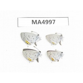 Everes argiades. China, Sichuan, Batang  county (Tibet border). 4M. MA4997.