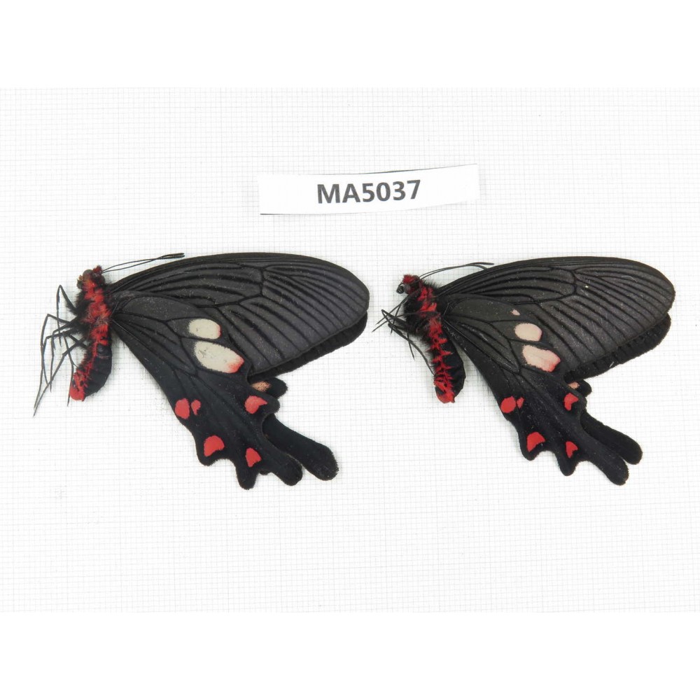 Byasa nevilli ssp. China, W of Yunnan, Dali area, Fengyi town. 2M. MA5037.