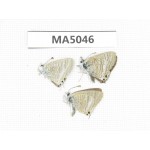 Lampides boeticus. China, Yunnan,  Xiangerila, Mt.Daxueshan. 3M. MA5046.
