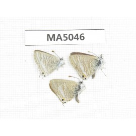 Lampides boeticus. China, Yunnan,  Xiangerila, Mt.Daxueshan. 3M. MA5046.
