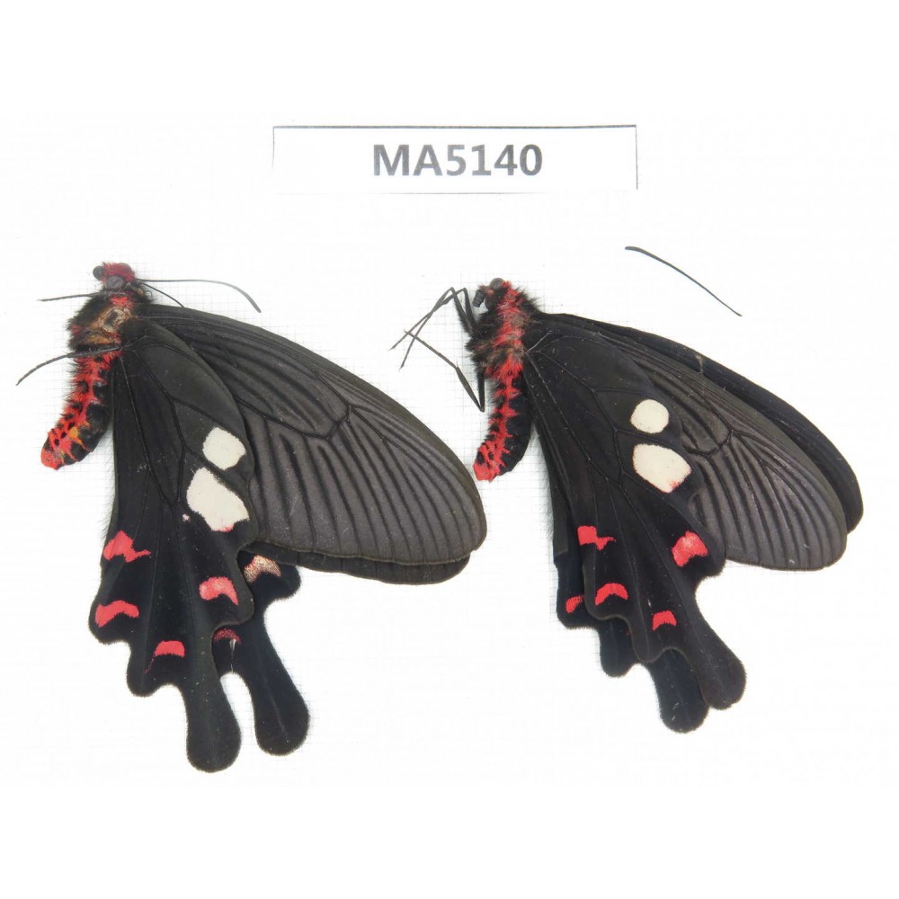 Byasa hedistus. China, W of Yunnan, Dali, Yangbi county. 2M. MA5140.